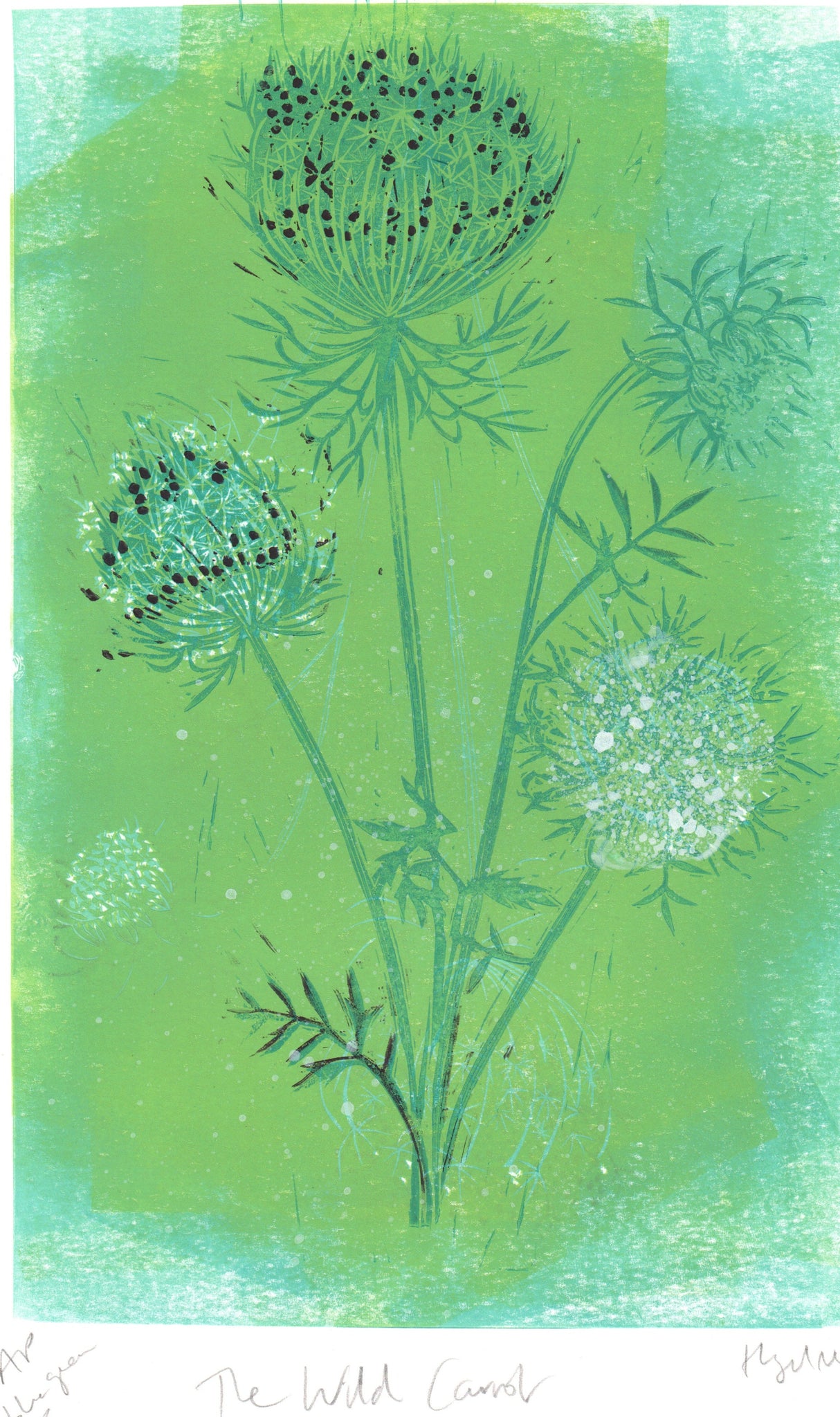 The Wild Carrot APblue,green3