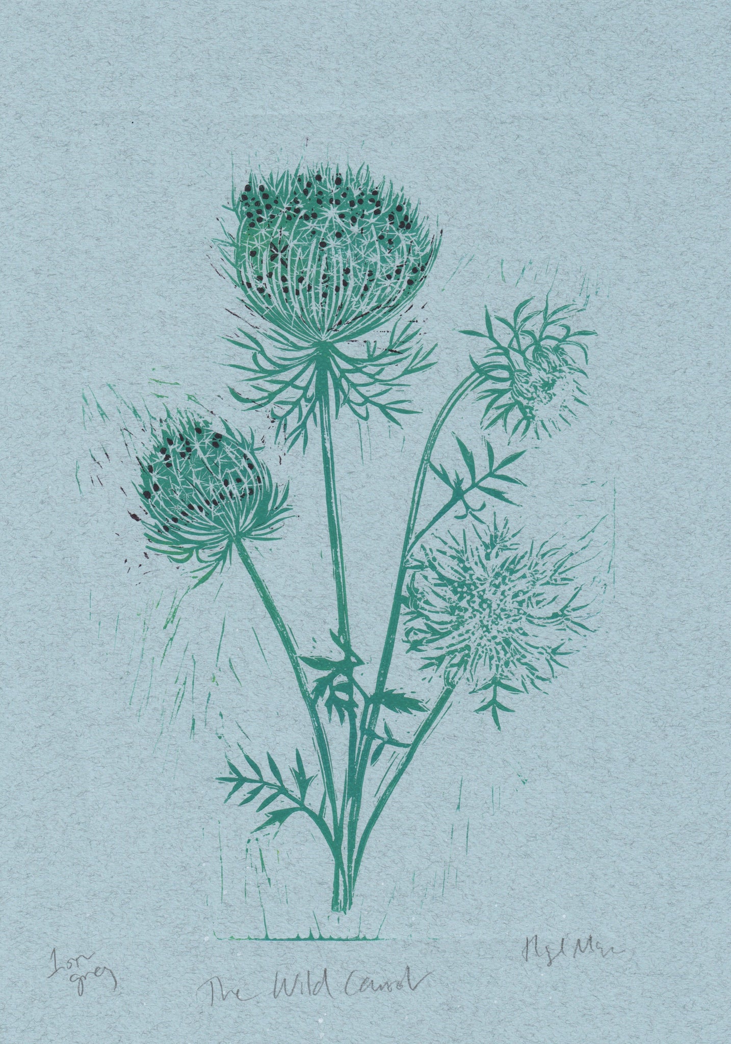The Wild Carrot on grey