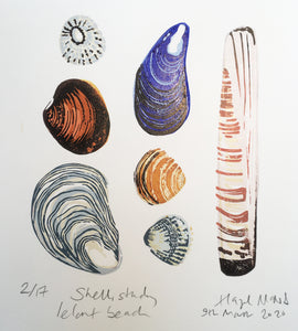 Shell study - collected from Lelant beach