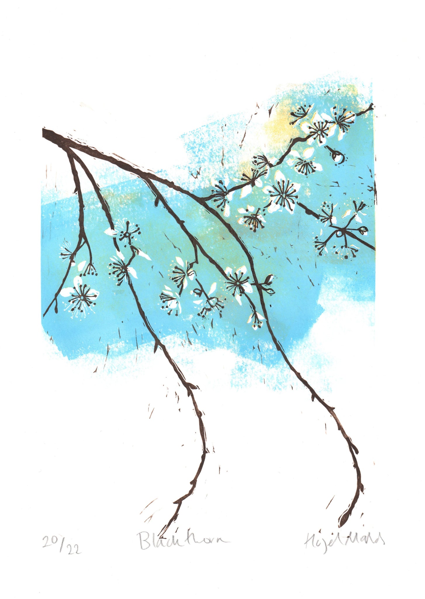 Blackthorn blossom 20/22