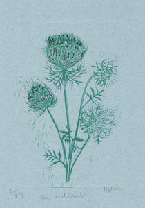 The Wild Carrot on grey