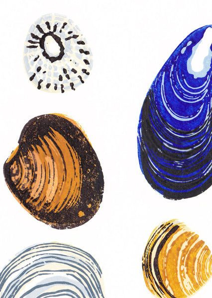 Shell study